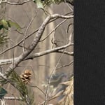 Sport Realtree AP Green